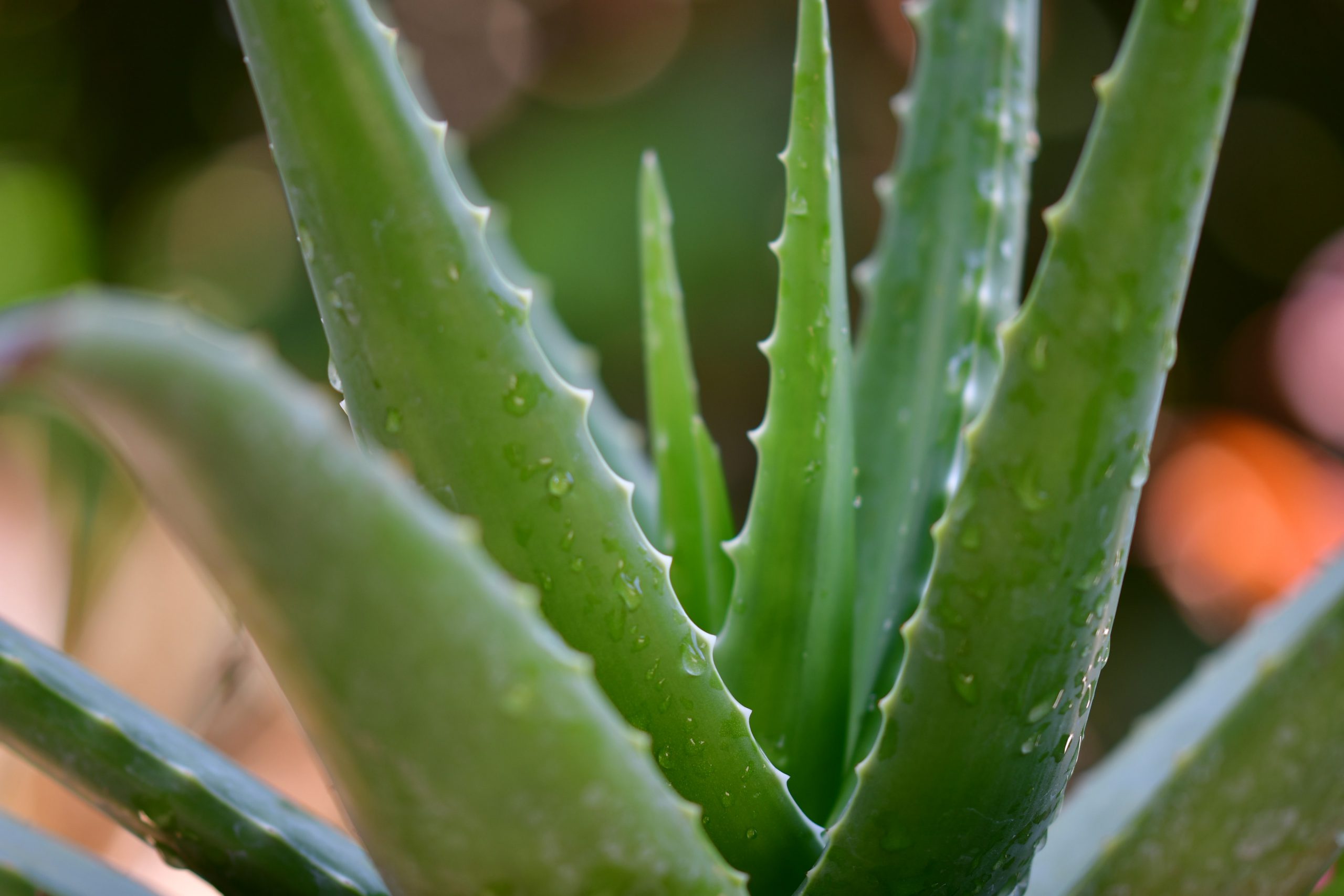 aloe vera plant to grow in singapore – All Link Medical SG