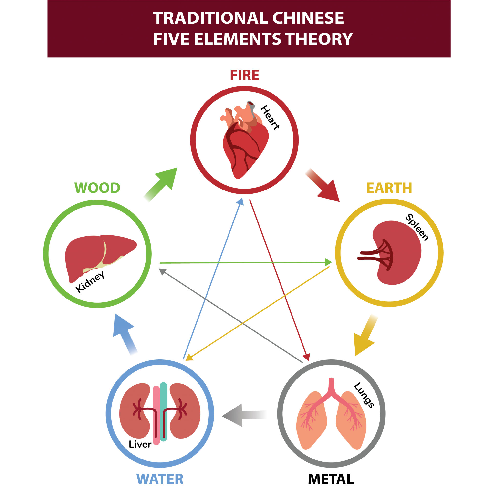 traditional chinese medicine five organs and elements theory